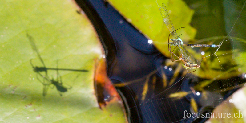 Agrion et araignee 6363.jpg - L'ombre du drame... Agrion jouvencelle piégé par une araignée Tetragnata extensa... (Ermitage, Genève, Suisse, juin 2013)